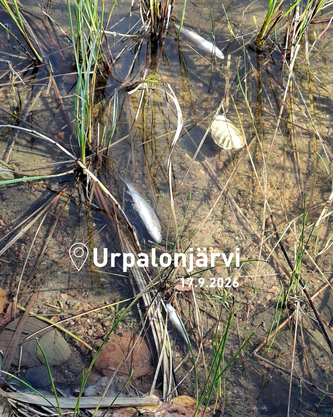 Urpalonjärvi